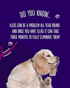 Fleas can be a problem all year round. Make sure you keep up to date with your pet’s preventative treatment to avoid any unwanted visitors. 😸🐶 | Vets for Pets