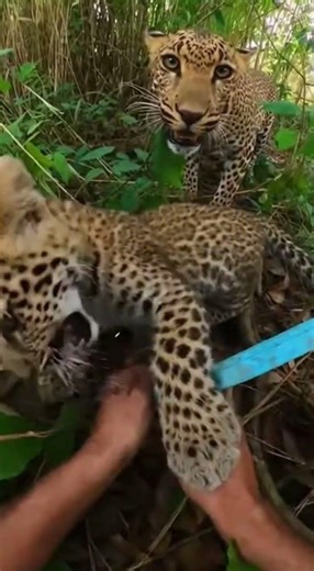 Hands Twisting Plastic in a Tight Thicket Pocket