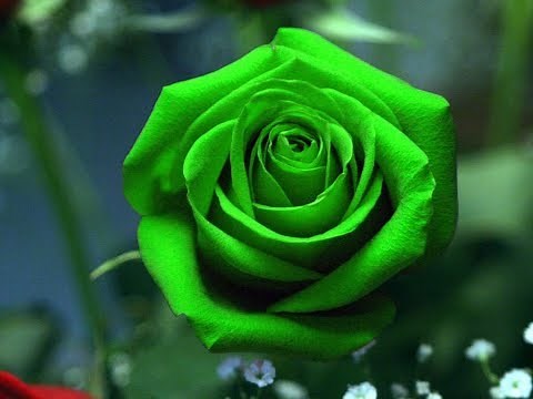 Must wacth,Awesome Green Rose Flowers