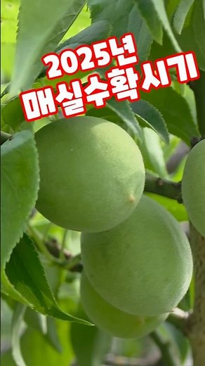 2025 Plum Harvest Time: Plum Syrup, Pickled Plums, Plum Vinegar - Oga Farm #shorts