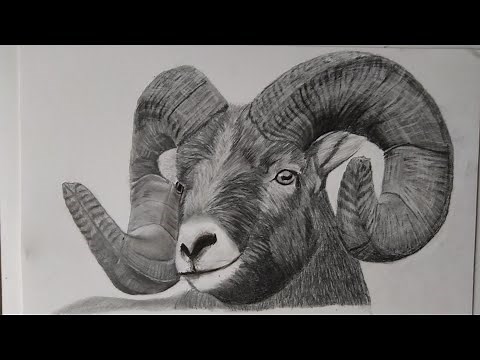 How to draw a realistic sheep