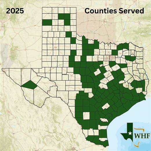 The Wildlife Habitat Federation (WHF), founded by Jim Willis, Bob Moore, and John Webb, has made significant strides in restoring native grass habitats along Texas' mid-coast since 2004. Initially focusing on two counties near the Atwater Prairie Chicken Refuge, WHF expanded steadily, enhancing wildlife habitats at a landscape level. A pivotal moment came in 2023 when WHF secured a USDA-NRCS Cooperative Agreement, amplifying its efforts statewide. In 2024, WHF extended its reach to 77 new counti