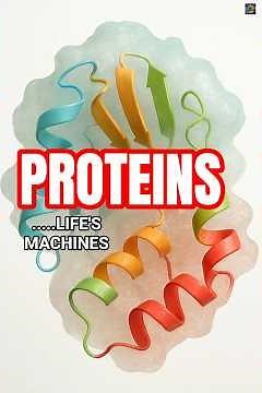 What Is Protein? The Molecular Machines of Life 🧬 | Biology Basics