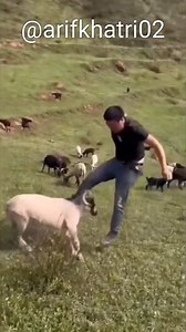 Bakra Eid 😂 Eid Ul Azha #eid #eidmubarak #eid2024 #bakraeid #bakraeidspecial #reels #arifkhatri | Arif Khatri