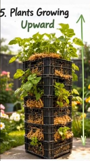 Grow Potatoes Vertically | Amazing Potato Tower Gardening Method (Step by Step) #diygardening