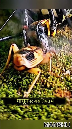 The Hunter Became the Hunted 😱 | Deadliest Insect Battle Ever | Mantis vs Stink Bug #shorts