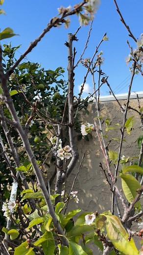My cherry tree 2025👍😘🇺🇸 | Vy Vy Heng