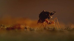 Science KS2: Inside an ant colony