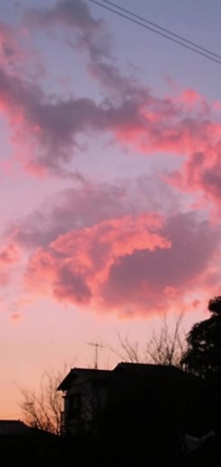ツイッター面白動画総集編