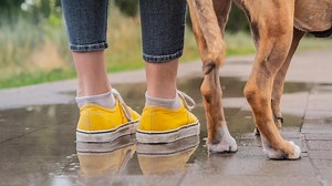 Are these boots made for walkin’? The best footwear for heading outside with your dog