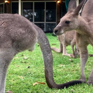 The mating courtship of Kanku and Lily. She looks annoyed but she’s by his side all the time by choice. This behaviour goes on for days. | Kanku's Kangaroo Sanctuary - formally Wild2Free Inc