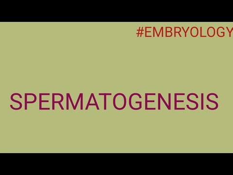 SPERMATOGENESIS | HUMAN REPRODUCTION| How Sper cells are produced|