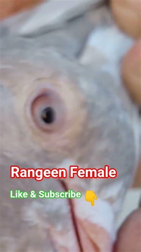 Rangeen Female#pigeon #pigeonsale#bird#kabootar #kabutar#indianpigeon #karachipigeon#shigripigeon