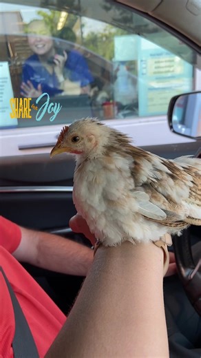 Pharmacy runs are better with a Serama! 🐣💊✨ We stopped by the Walgreens drive-thru and seeing the associate’s face light up made our day. This is exactly why we share our animals—to bring a little unexpected joy to everyone we meet. 🪵💻🐓 #GrainAndGeek #Serama #Walgreens #SpreadingJoy #TinyChicken