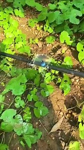 "You absolutely must prioritize adjustable drip irrigation if you're serious about sustainable crop management!" 🌱💧 At ORIENTFLEX, we know that precision is key to healthy, high-yield crops. Our Spring Adjustable Dripper offers unparalleled flexibility with flow rates from 0 to 80L/H and a pressure range of 0.5 to 4 bar, giving you complete control over water distribution. Whether you're running a commercial farm or a small garden, the right irrigation system is vital for consistent growth and