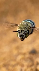 76K views · 1.2K reactions | It's giving Renaissance.  This...