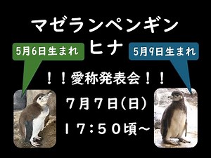 ペンギンランドライブ配信@しながわ水族館