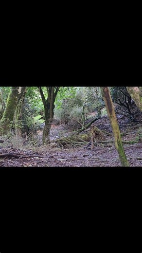 31K views · 105 reactions | Bush hunting after a strong spring wind can be productive, as fresh leaves fall to the ground, creating a buffet for animals and increasing their activity. Learn more on the HuntMate App. #huntmate #downloadtheapp | HuntMate | Facebook