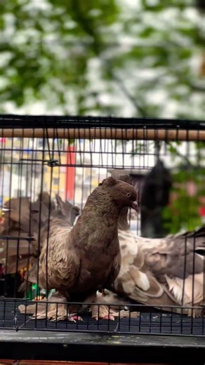 all types of fancy pigeons are available in Ranchi pet shop no 8271602482