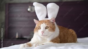 A red-haired big Cat with a rim of white rabbit ears lies on the bed and looks at the camera. on a white bed, the concept of pets for Easter.
