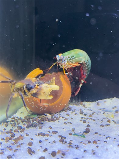 Mantis Shrimp vs Crab in Slow Motion | The Fastest Punch Ever Caught 🦐⚡️#viralvideo #video #viral #shorts #aquarium #SeaFight #mrmantisshrimp #MantisShrimp