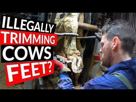 BREAKING the LAW trimming COWS FEET!? how to become a hoof trimmer | The Hoof GP