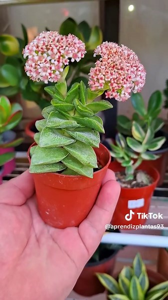 Belleza de Crassula Springtime: Suculentas en Jardín