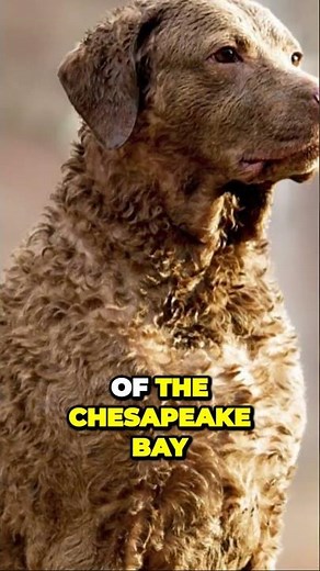 Unleashing the Untold Story of the Chesapeake Bay Retriever! #dogcare #dogtraining #dogbehavior