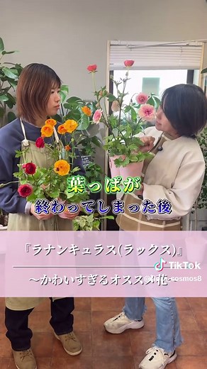 ラナンキュラス(ラックス)の魅力と育て方