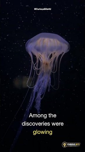 Scientists Just Discovered 31 New Deep-Sea Species! 🌊🤯 #curiousbits #amazingfacts #science #facts