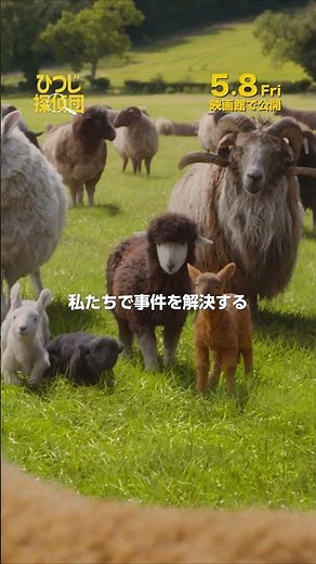 ＜🧶羊毛以上に心温まる✨＞ 映画『ひつじ探偵団』 30秒予告／5月8日（金）全国の映画館で公開🍀