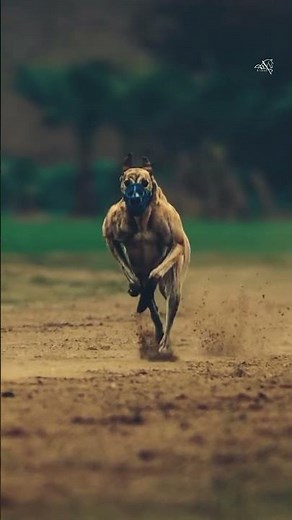 Greyhound Dog Running Like a Cheetah 🐕⚡#greyhounddog