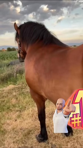 63K views · 3K reactions | Un exemplar deosebit #foryoupageシ #CAI #animale | Oagă Vasile | Facebook