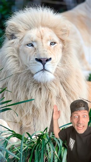 The Rare White Lions