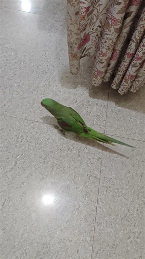 parrot sound 🦜🙏🦜#parrot #alexander #birds #parrottakling#nonstoptalkingparrot #mithukibatain🙏🙏