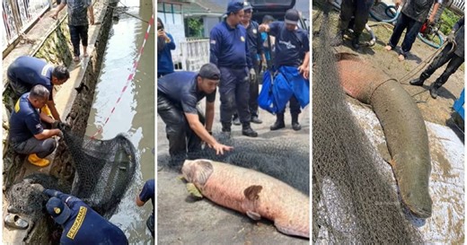 Five fisheries officers injured by giant arapaima during capture ops [WATCH] | New Straits Times