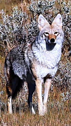 Josh Shepherd on Instagram: "EXCELLENT SETUP! 🔥 @icotec @diligentdefenseco @wilsoncombat @lehighdefense @hollycoyotedown_ @atncorp #hunting #wildanimals #coyotes #coyotedown #coyotehunting #Youtubechannle #predators"