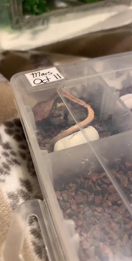 Exciting Lilly White Gecko Hatching - Cute Baby Lizard Arrival
