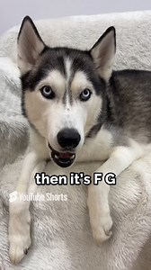 Husky learns his ABC’s! #talkingdog #husky #cutedog #smartdog | The Husky Moon