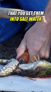 107K views · 1.9K reactions | I didn’t know BULLFROGS could be delicious!  #InvasiveSpecies #CulinaryAdventure #FoodInnovation #ExploreFlavors #EcoCooking #SustainableEating #WildFood #TastyTreats #NatureInTheKitchen #FoodEducation | Outdoor Chef Life | Facebook