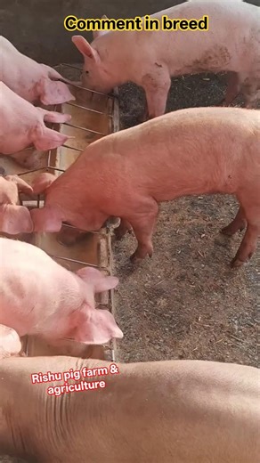 #New American Duroc Boar #Wishing All Pig Farmers the Best #pigfarmers #theblindpig #perfectpork