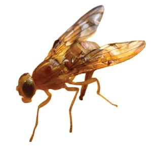 The Mexican Fruit Fly - Citrus Alert