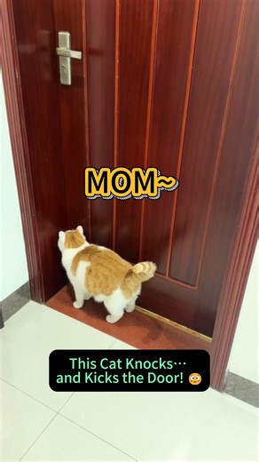 Why Does This Cat Knock… and Kick the Door? Who Taught It? 😂#cat #catshorts #funny #cats #viral