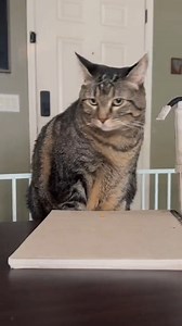 6.5K views · 278 reactions | WHY did I let Penny take a community college class with me! Come on! _R #pennythecat #talkingcat #fblifestyle | Aymie Herman And Family | Facebook