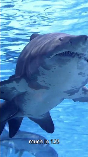 Dive into the mystery of the Goblin Shark with stunning images and insights.