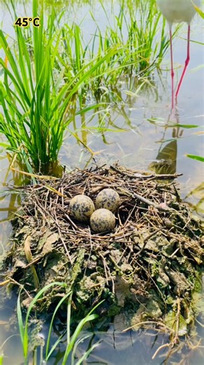 "Protecting a helpless bird's nest from the extreme heatwave! 🙏✨" #villagebirds