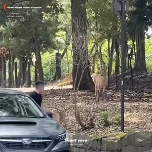 It was more beautiful. 🖤😍 | Heart vevo