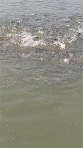 Fish Farming Center #fishing #short #shortvideo #vlog #funny #comedy #live #like #trending #shorts