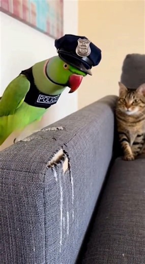 Why you scratch the sofa #parrot #cat #funny #funnyreels | Sassy Parrot