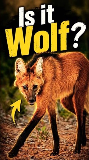 Brazil's pride - A Wolf.